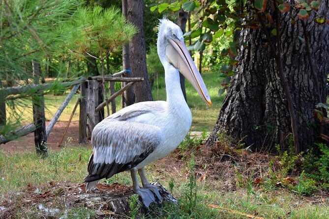 Albania Birdwatching, Kayaking, Bicycle National Park Divjaka Karavasta(ARG) - Divjaka-Karavasta: The Lagoon Birdwatching That Feels Personal