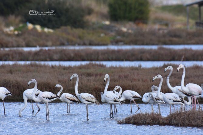 Albania Birdwatching, Kayaking, Bicycle National Park Divjaka Karavasta(ARG) - The SUV Transfer to the Lagoon: Getting to the Right Shore Fast