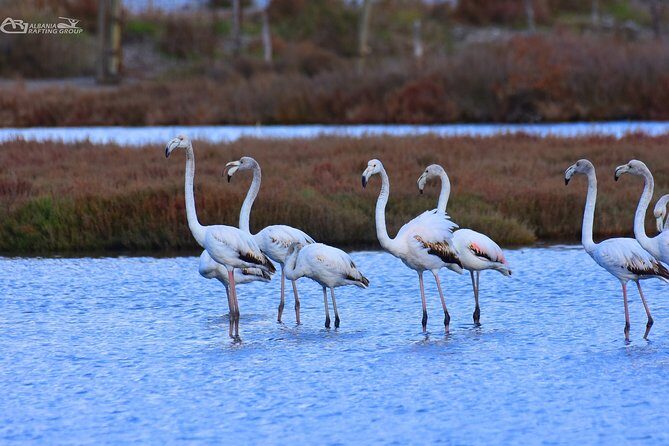 Albania Birdwatching, Kayaking, Bicycle National Park Divjaka Karavasta(ARG) - Kayaking on the Western Lagoon: Pine Forest Views and That Watchtower Moment