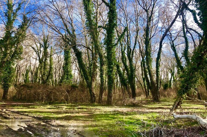 Albania Birdwatching, Kayaking, Bicycle National Park Divjaka Karavasta(ARG) - Birdwatching Here: Why the Lagoon-Forest Mix Matters