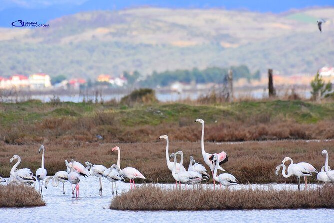 Albania Birdwatching, Kayaking, Bicycle National Park Divjaka Karavasta(ARG) - Lunch by the Lagoon: Fish, Included, and Usually the Best Part of a Half-Day