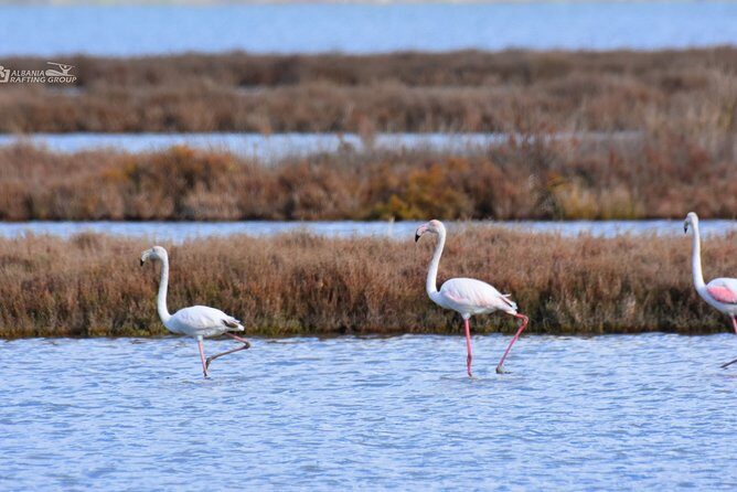 Albania Birdwatching, Kayaking, Bicycle National Park Divjaka Karavasta(ARG) - Price and Time: What You’re Really Paying For