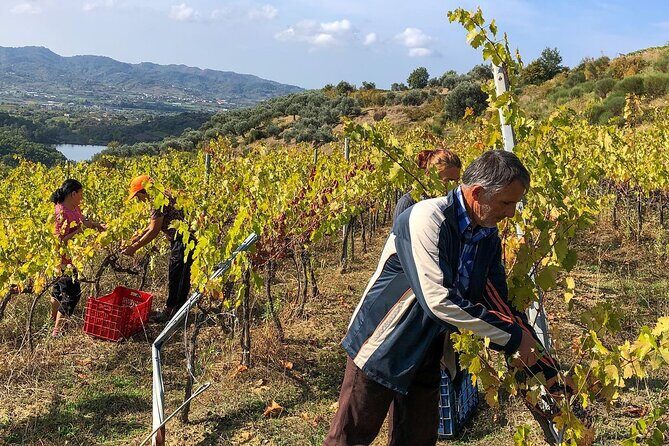 Wine Tasting & Vineyards Escape near Tirana - A Quick Escape From Tirana to Vineyards You Can Actually Enjoy