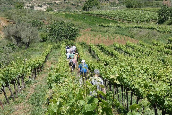 Winetasting tour in Alpeta winery - Roshnik village by 1001 Albanian Adventures - Timing that fits real life (not a museum schedule)