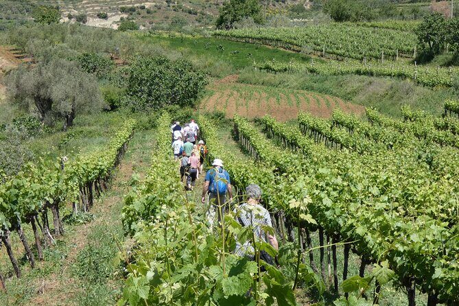 Winetasting tour in Alpeta winery - Roshnik village by 1001 Albanian Adventures - Price and value: is $71.08 per person worth it?
